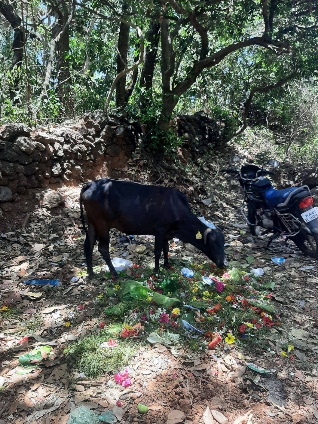 img/21/Gokarna (32).jpg
